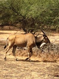 Antilopa Derbyho v rezervaci Bandia v Senegalu