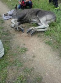 Samici losa odchytili veterináři a policisté až s pomocí vrtulníku.