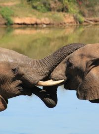 Slon africký (ilustrační foto)