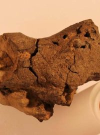 Fosilie mozku dinosaura, která se našla v roce 2004, je podle britských a australských vědců zatím jediná na světě