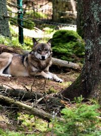 Vlky mohou lidé na vlastní oči vidět v Srní na Šumavě. Žijí zde v oploceném areálu, nad kterým vede lávka pro návštěvníky