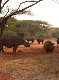Čeští nosorožci se množí úspěšně také v Tanzanii