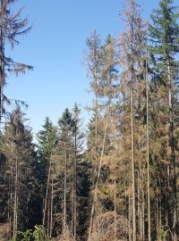 Kůrovcem napadený smrkový les na Dačicku