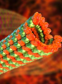 Pohled dovnitř buňky, na samotné tzv. mikrotubuly (Microtubules, 3D computer artwork)