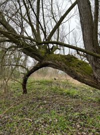 U Píšťan na Litoměřicku bude nová přírodní rezervace