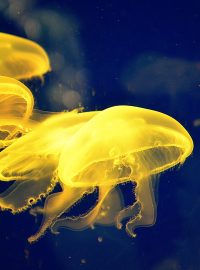 I třeba medúzám pomáhá při pohybu podtlak a sání vody (ilustrační foto)