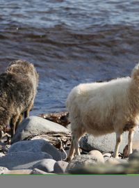 Ovce na ostrově North Ronaldsay