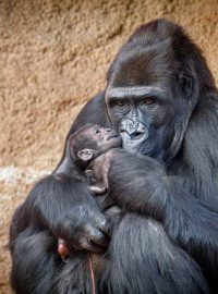 Mládě gorily v náručí matky Duni