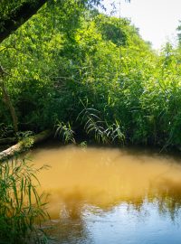 Ptačí park Josefovské louky je pravděpodobně největší projekt obnovy mokřadů u nás