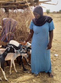 I malé stádo koz může lidem v Mali pomoci
