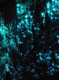Svítící larvy v novozélandském jeskynním komplexu Waitomo
