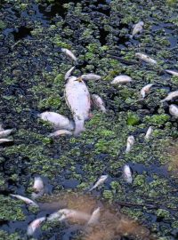 Uhynulé ryby na řece Odře
