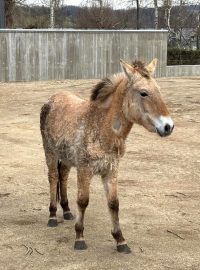 Zoo Hluboká zakládá stádo koně Převalského. Jako první je v novém výběhu klisna Puk, která na jih Čech přicestovala z Dánska