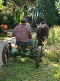 Sekáč Josef Hradec kosí louku pod pardubickým zámkem s historickou koňskou sekačkou
