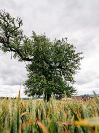 Mrákotínská hrušeň stojí osamoceně v poli