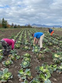 DobroPolníci na Litoměřicku sbírají nechtěnou zeleninu