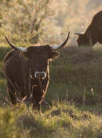 Díky svému způsobu života by pratuři měli vytvořit ideální podmínky pro mokřadní a luční ptáky