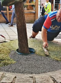 Karlovy Vary zkouší nový systém ochrany kořenů mladých stromů