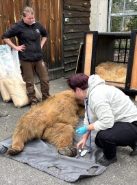 Příprava medvědů plavých ze Zoo Hluboká na transport