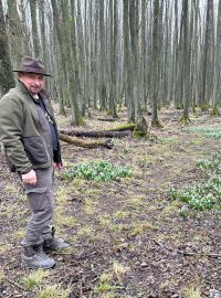 U Miličína divoká prasata zničila velkou část přírodní památky s bledulemi
