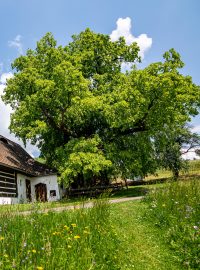 Soutěž Strom roku vyhrála Zpívající lípa z Pardubického kraje