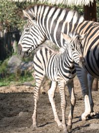 Útěk zeber dle slov ředitele Zoologické zahrady pravděpodobně způsobila lidská chyba