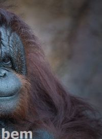 Orangutan z ústecké zoo