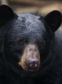 Medvěd baribal