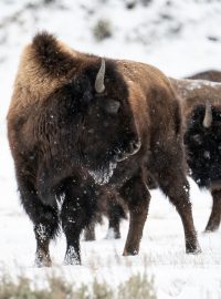 Yellowstonský národní park, který se rozkládá na území amerických států Wyoming, Montana a Idaho, pokryl sníh. Stádu bizonů to ale vůbec nevadí