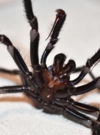 Pavouk, který svou kořist chytá do trychtýřovitých sítí, patří k nejnebezpečnějším zvířatům na světě.