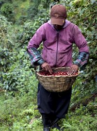 Muž pracuje na kávové farmě v Nikaragui, jedné ze středoamerických zemí, kde se káva pěstuje.