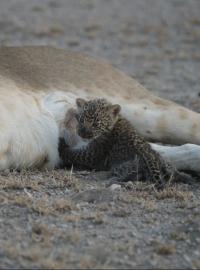 Skupina KopeLion s podporu organizace Panthera se tam snaží urovnávat spory mezi lvy a místními zemědělci, jejichž domácí zvířata se někdy ocitnou na jídelníčku lvů.