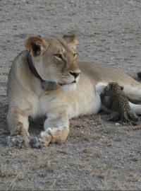 Lvice Nosikitok z Tanzanie šokovala znalce. Na snímku kojí leopardí mládě.