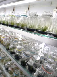 Vedoucí výzkumného týmu Gustavo Zúñiga kontroluje chladící místnost s rostlinami, které jsou odolné vůči ultrafialovému záření