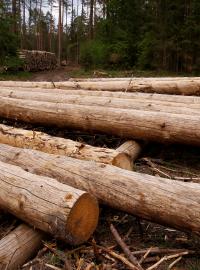 Kácení stromů v Bělověžském národním parku. Podle polského ministra životního prostředí jsou stromy napadené kůrovcem