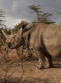 Samice nosorožce bílého severního Nájin a Fatu