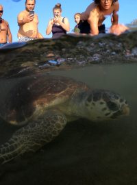 Lidé přihlíželi vpuštění ošetřené želvy do moře.