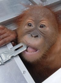 Dvouletý samec orangutana, kterého se muž pokoušel propašovat zdrogovaného v ratanovém koši z Indonésie do Ruska