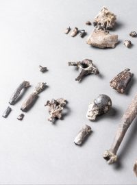 V Bavorsku u obce Kaufbeuren paleontologové našli zachovalé kosti paží a nohou, obratle, i kůstky prstů nohou i rukou. Na základě toho dokázali rekonstruovat, jak se Danuvius pohyboval a překvapilo je, že některé kosti se podobají více těm lidským, než jaké mají lidoopi