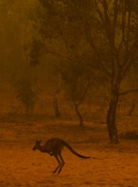 Během požárů v Austrálii zemřelo kolem půl miliardy zvířat
