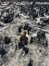 Obvyklý požár koalové přežívají v korunách eukalyptových stromů, které jsou na oheň velmi dobře přizpůsobeny. Situace eukalyptových lesů bude známa až po ukončení současných neobvykle rozsáhlých požárů.