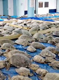 Dobrovolníci v Texasu zachraňují před mrazy tisíce ohrožených mořských želv