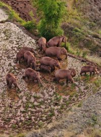 Sloní stádo na farmě poblíž čínského města Kunming, jak ho zachytil dron.