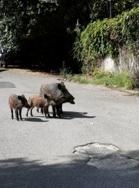 Někteří obyvatelé požadují řešení krize, jiným přítomnost divočáků nevadí