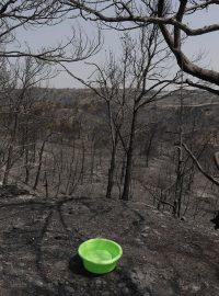 V ohněm zasažených přírodních oblastech se objevují misky naplněné vodou