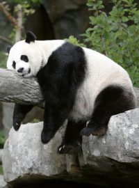 Panda velká Mei Xiang si užívá odpoledního spánku v Národní zoo ve Washingtonu.
