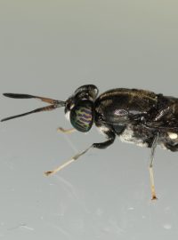 Black Soldier Fly (Hermetia illucens)