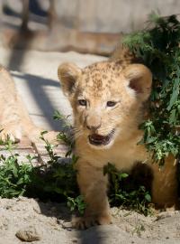 V Zoo Dvůr Králové nad Labem na Trutnovsku se po 30 letech narodila mláďata lvů berberských