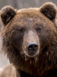 Medvěd hnedý (ilustrační foto)