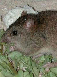 Australská vláda potvrdila, že krysa Melomys rubicola patří mezi vyhynulé živočišné druhy.